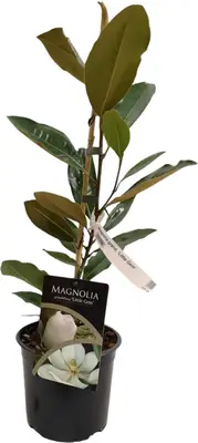 Magnolia grandiflora 'Little Gem' (Beverboom) 60-65 cm - afbeelding 4