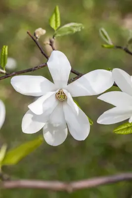 Magnolia kobus (Beverboom) - afbeelding 2