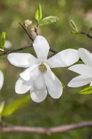 Magnolia kobus (Beverboom) - afbeelding 2