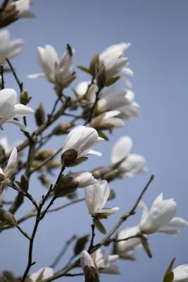 Magnolia kobus (Beverboom) - afbeelding 5