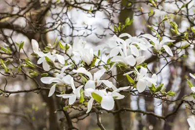 Magnolia kobus (Beverboom) - afbeelding 1