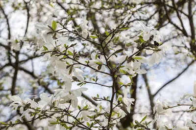 Magnolia kobus (Beverboom) - afbeelding 3