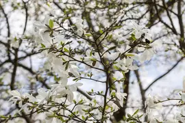 Magnolia kobus (Beverboom) - afbeelding 3