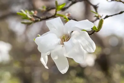 Magnolia kobus (Beverboom) - afbeelding 4