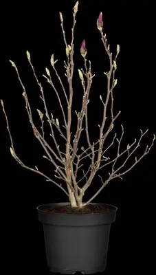 Magnolia liliiflora 'Susan' (Beverboom 'Susan') - afbeelding 14