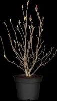 Magnolia liliiflora 'Susan' (Beverboom 'Susan') - afbeelding 14