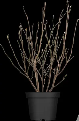 Magnolia liliiflora 'Susan' (Beverboom 'Susan') - afbeelding 3