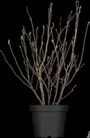 Magnolia liliiflora 'Susan' (Beverboom 'Susan') - afbeelding 3