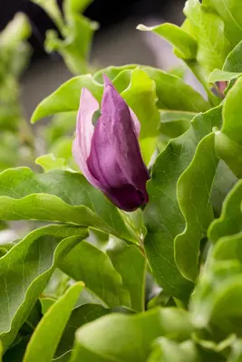 Magnolia liliiflora 'Susan' (Beverboom 'Susan') - afbeelding 4