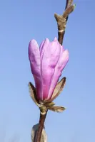 Magnolia liliiflora 'Susan' (Beverboom 'Susan') - afbeelding 7