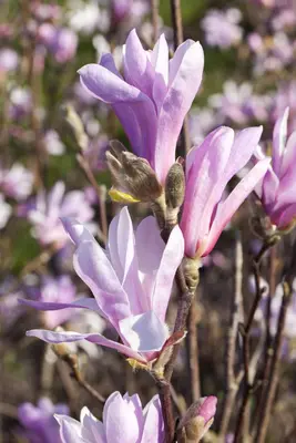 Magnolia liliiflora 'Susan' (Beverboom 'Susan') - afbeelding 8