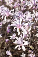 Magnolia liliiflora 'Susan' (Beverboom 'Susan') - afbeelding 9