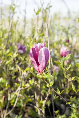 Magnolia liliiflora 'Susan' (Beverboom 'Susan') - afbeelding 13