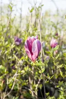 Magnolia liliiflora 'Susan' (Beverboom 'Susan') - afbeelding 13