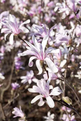 Magnolia liliiflora 'Susan' (Beverboom 'Susan') - afbeelding 9