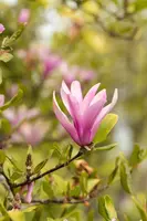 Magnolia liliiflora 'Susan' (Beverboom 'Susan') - afbeelding 16