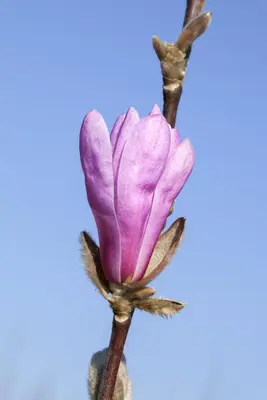 Magnolia liliiflora 'Susan' (Beverboom 'Susan') - afbeelding 7