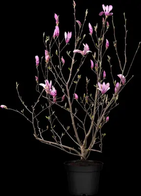 Magnolia liliiflora 'Susan' (Beverboom 'Susan') - afbeelding 11