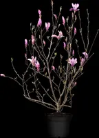 Magnolia liliiflora 'Susan' (Beverboom 'Susan') - afbeelding 11