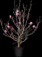 Magnolia liliiflora 'Susan' (Beverboom 'Susan') - afbeelding 12