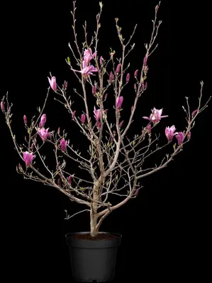 Magnolia liliiflora 'Susan' (Beverboom 'Susan') - afbeelding 12