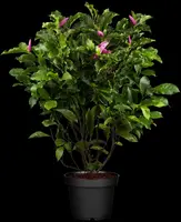 Magnolia liliiflora 'Susan' (Beverboom 'Susan') - afbeelding 1