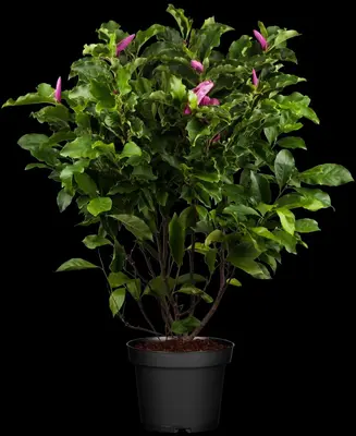 Magnolia liliiflora 'Susan' (Beverboom 'Susan') - afbeelding 1