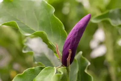 Magnolia liliiflora 'Susan' (Beverboom 'Susan') - afbeelding 5