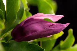 Magnolia liliiflora 'Susan' (Beverboom 'Susan') - afbeelding 2