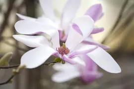 Magnolia liliiflora 'Susan' (Beverboom 'Susan') - afbeelding 6