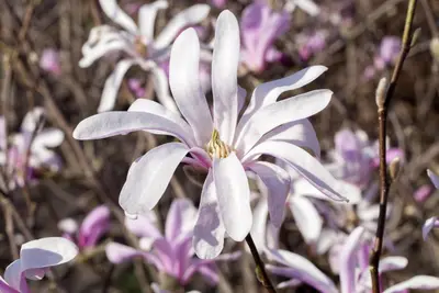 Magnolia liliiflora 'Susan' (Beverboom 'Susan') - afbeelding 10
