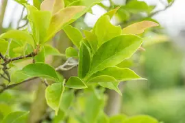 Magnolia liliiflora 'Susan' (Beverboom 'Susan') - afbeelding 18