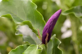 Magnolia liliiflora 'Susan' (Beverboom 'Susan') - afbeelding 5