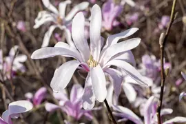 Magnolia liliiflora 'Susan' (Beverboom 'Susan') - afbeelding 10