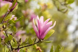 Magnolia liliiflora 'Susan' (Beverboom 'Susan') - afbeelding 15