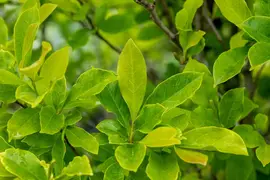 Magnolia liliiflora 'Susan' (Beverboom 'Susan') - afbeelding 17