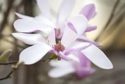 Magnolia liliiflora 'Susan' (Beverboom 'Susan') - afbeelding 6