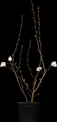 Magnolia stellata (Beverboom) - afbeelding 1
