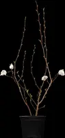 Magnolia stellata (Beverboom) - afbeelding 1