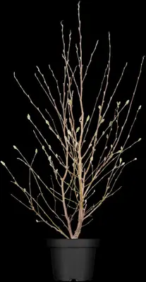 Magnolia stellata (Beverboom) - afbeelding 9