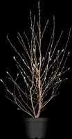 Magnolia stellata (Beverboom) - afbeelding 9