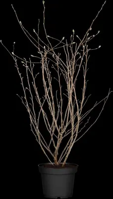 Magnolia stellata (Beverboom) - afbeelding 14