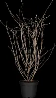 Magnolia stellata (Beverboom) - afbeelding 14