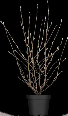 Magnolia stellata (Beverboom) - afbeelding 2
