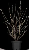 Magnolia stellata (Beverboom) - afbeelding 2