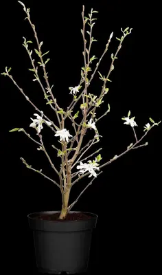 Magnolia stellata (Beverboom) - afbeelding 15