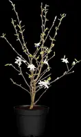 Magnolia stellata (Beverboom) - afbeelding 15