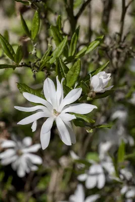 Magnolia stellata (Beverboom) - afbeelding 4