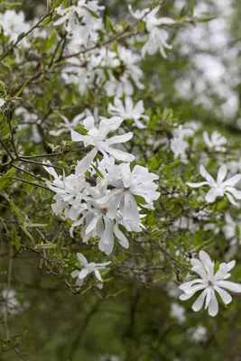 Magnolia stellata (Beverboom) - afbeelding 5