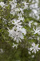 Magnolia stellata (Beverboom) - afbeelding 5